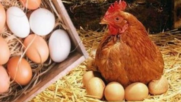 أسعار الدواجن والفراخ والبانيه تتغير اليوم السبت